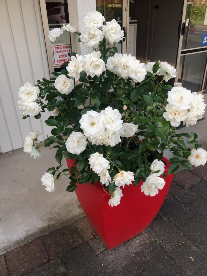 Rosetown Motel Te Awamutu Dış mekan fotoğraf